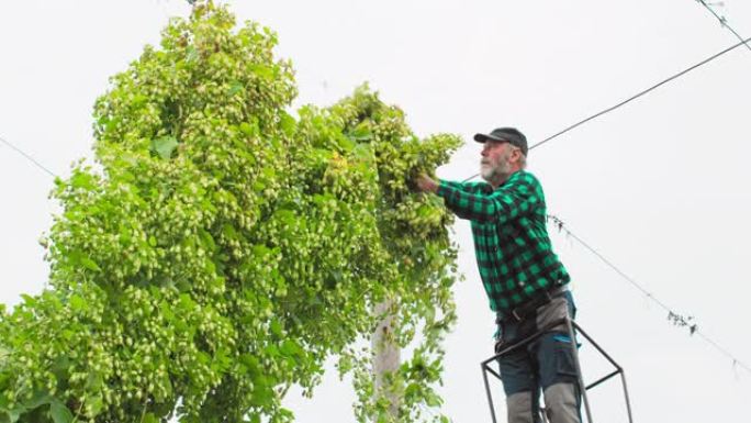 种植园工人站在乌鸦的巢桅杆上，用落到漏斗拖车上的成熟啤酒花锥切开茎
