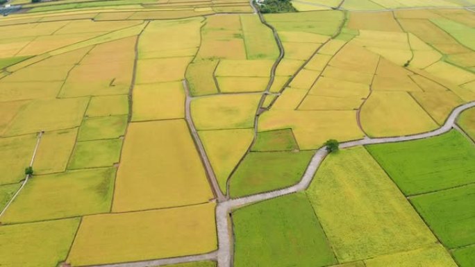 台湾台东县池上乡秋季美景稻田鸟瞰图