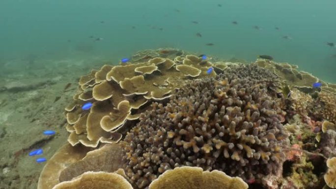 台湾，热带珊瑚鱼在珊瑚礁中成群游动