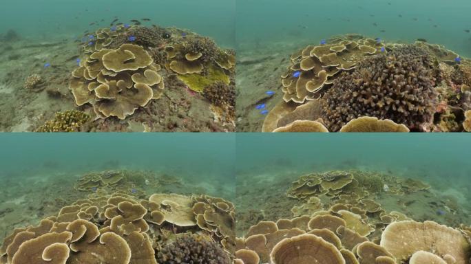 台湾，热带珊瑚鱼在珊瑚礁中成群游动