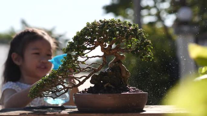 小孩子亚洲女孩喜欢在早上浇水盆景树，盆景是一种日本艺术形式，它利用栽培技术在容器中生产模仿全尺寸树的
