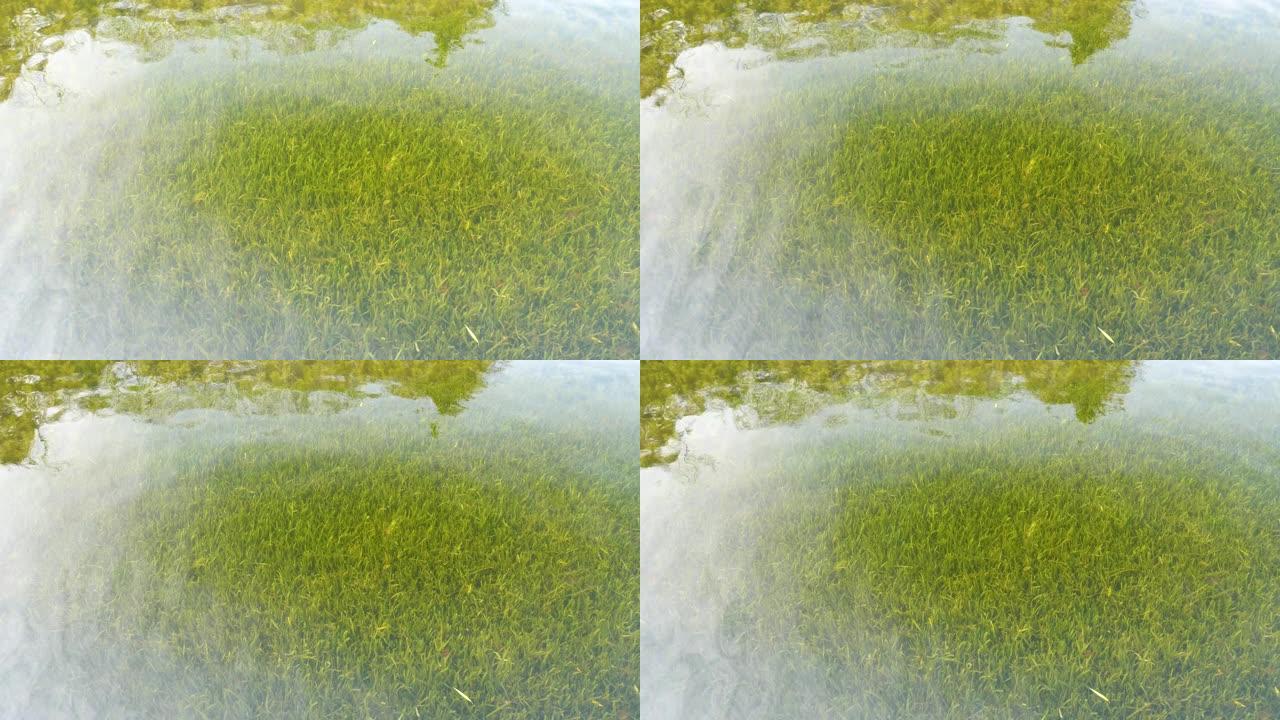 在晴朗的日子里，用干净的淡水里的水草，平静的涟漪，4k慢动作b滚动镜头。