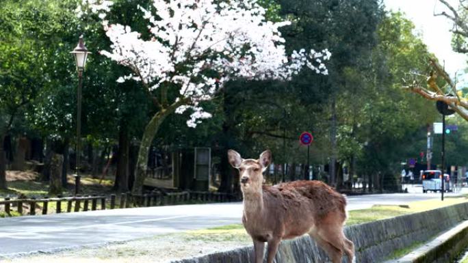 在奈良公园的日本花园里吃草的鹿