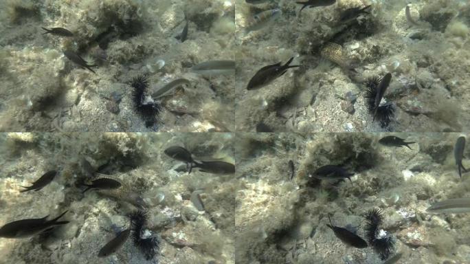 地中海海鳗 (Muraena helena) 和不同种类的wrses鱼的特写，食用受伤的紫海胆 (P