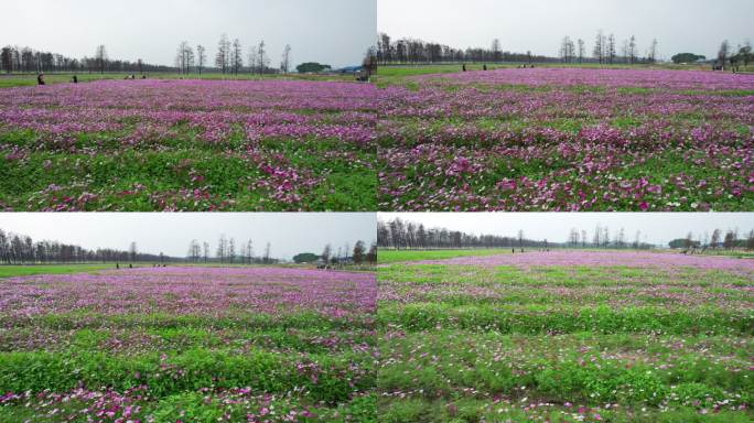 4k珠海斗门乡村振兴格桑花花海航拍