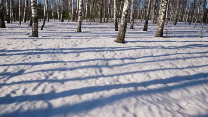 冬季森林中的晴天雪地中树木的倒影