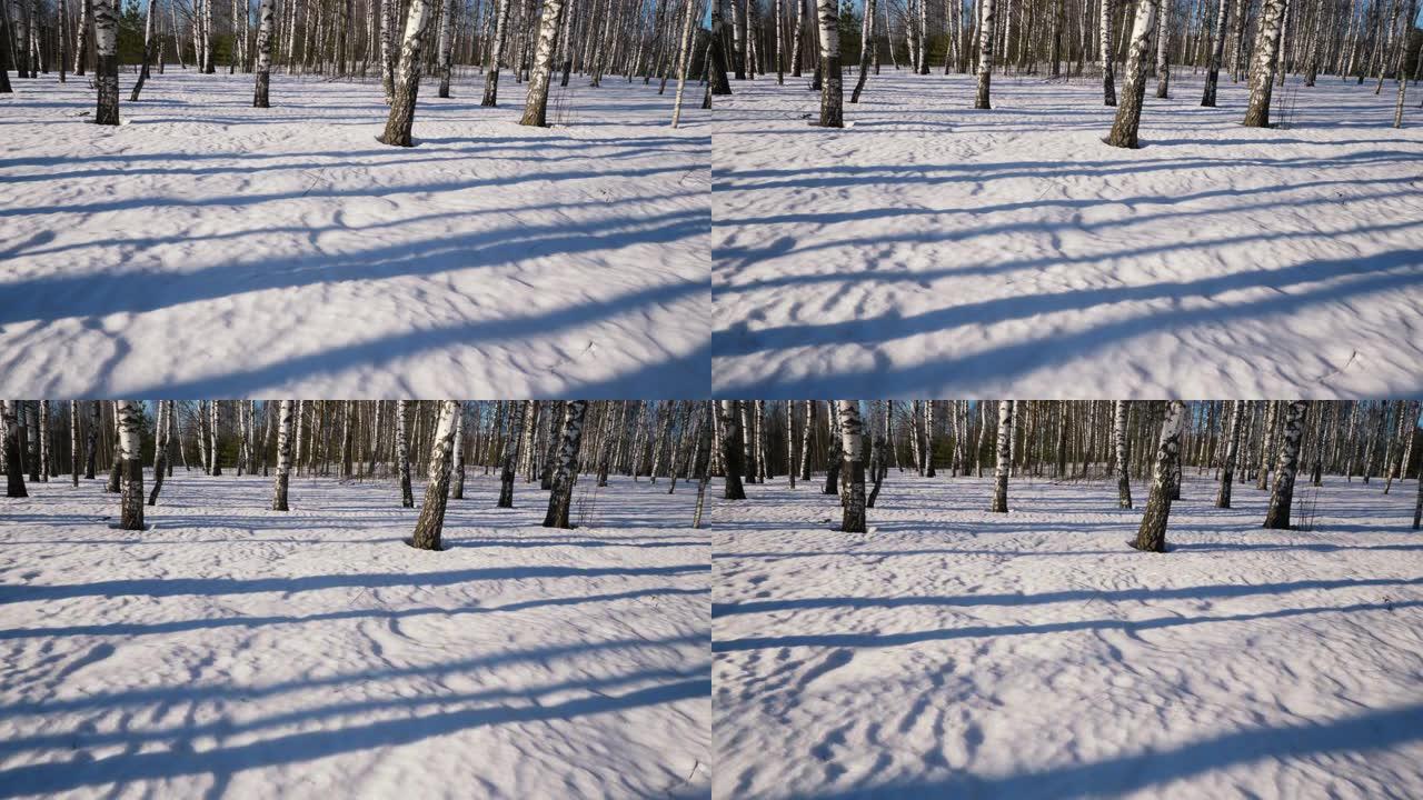 冬季森林中的晴天雪地中树木的倒影