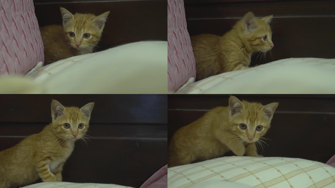 橙色的猫躲在枕头后面，小心翼翼地在床上行走。