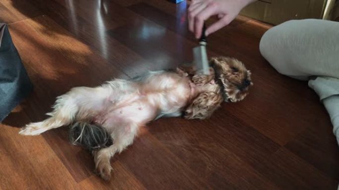 可爱的约克夏犬躺在她的背上，喜欢被修饰