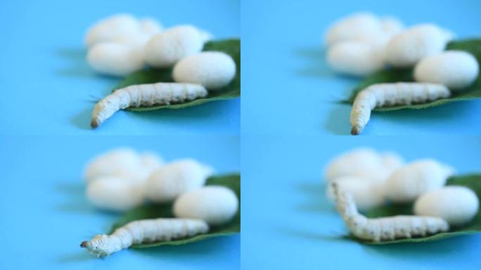 桑叶上的蚕和蚕cocoons