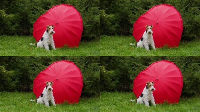 一只训练有素的线状狐狸梗在一把敞开的红色雨伞附近摆姿势。坐在森林背景下的绿色草地上。慢动作。特写