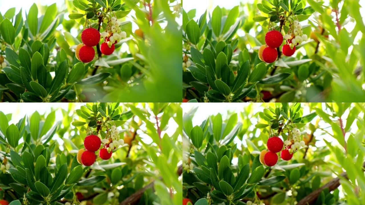 杨梅，草莓树草莓树