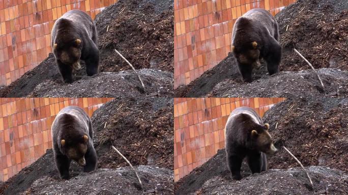 大黑熊在墙旁边挖地寻找食物。
