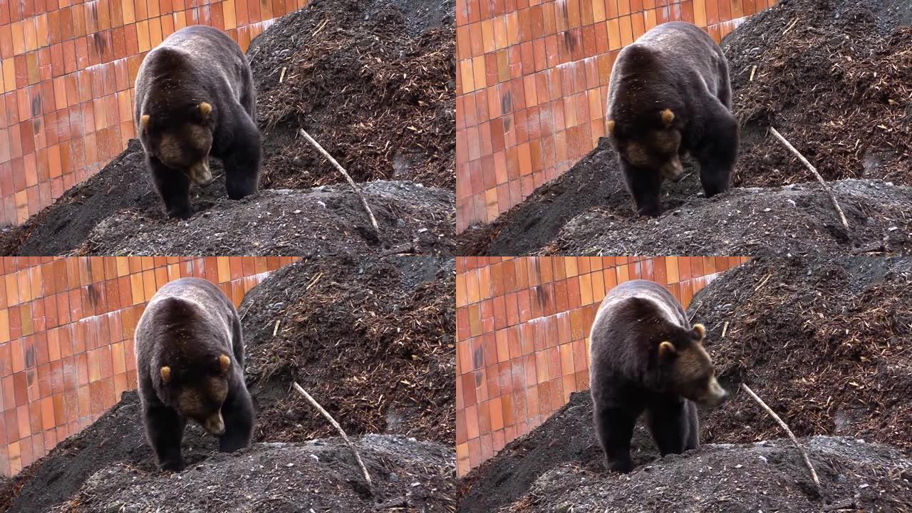 大黑熊在墙旁边挖地寻找食物。