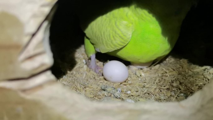 鹦鹉生蛋-孵化-搂蛋