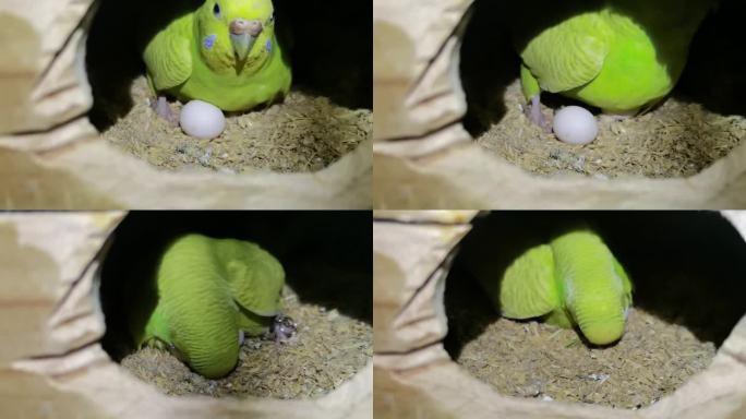 鹦鹉生蛋-孵化-搂蛋