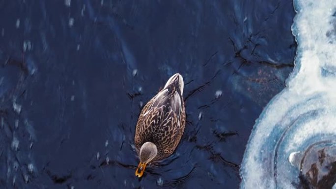 冬季湖上的鸭子