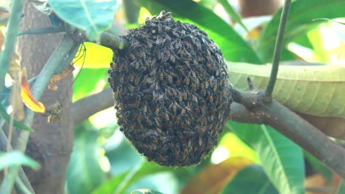 树上的蜜蜂