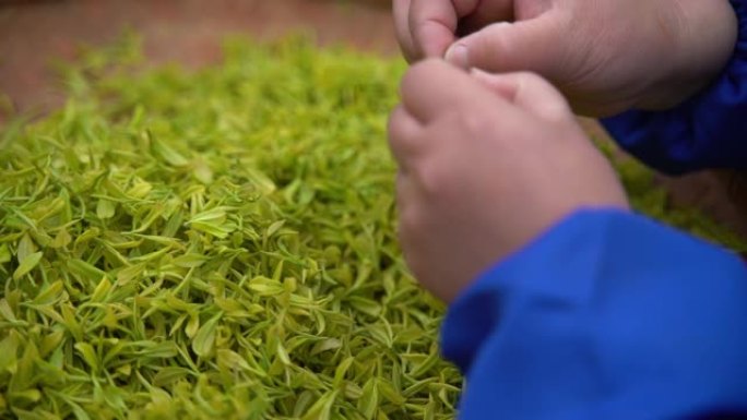 绿茶筛选过程