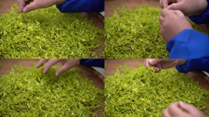 绿茶筛选过程
