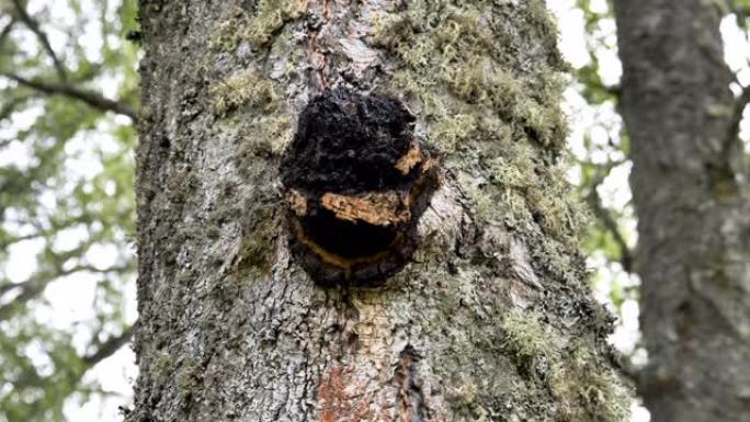 爱沙尼亚森林中树干上的chaga