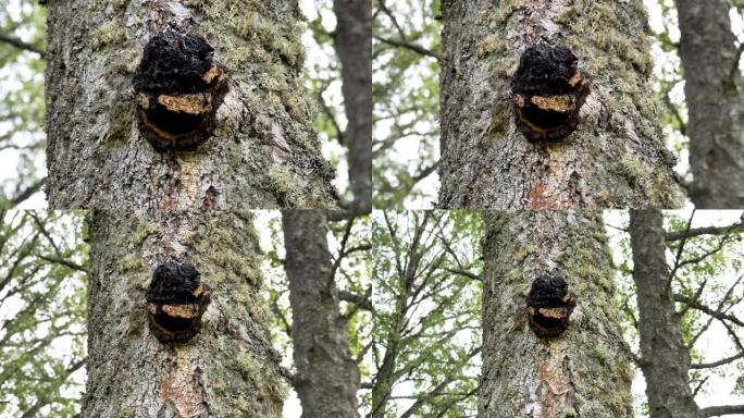 爱沙尼亚森林中树干上的chaga