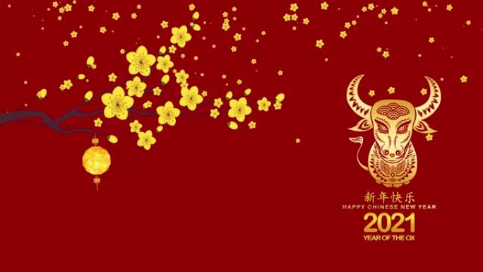 中国新年2021-灯笼和梅花背景。牛年 (中文译名Happy Chinese New Year，牛年