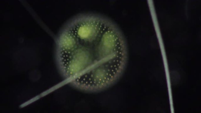 显微镜下滴水中的Volvox用于课堂教育。