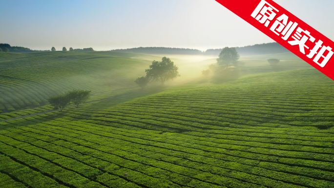 茶叶春茶茶山炒茶云雾茶园茶场采茶泡茶