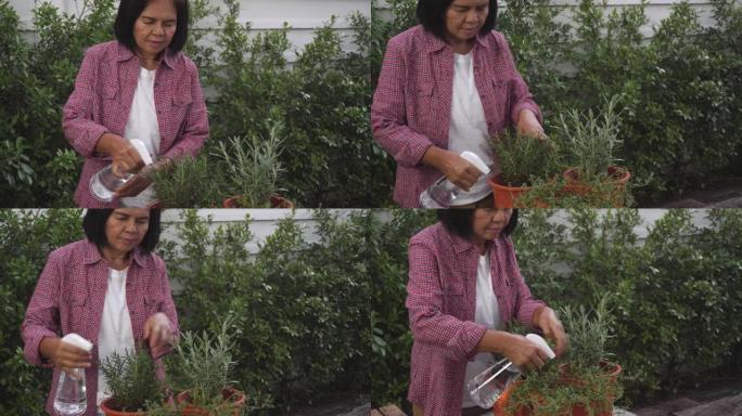 高级妇女使用喷水器浇灌盆栽植物