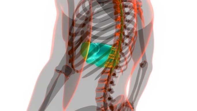 人体内消化器官肝脏解剖动画概念