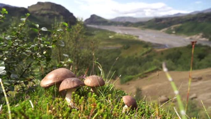 矮小的棕色蘑菇，背景模糊，山脉和悬崖