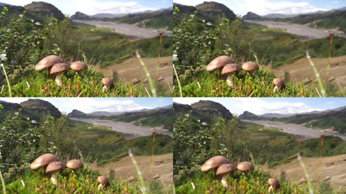 矮小的棕色蘑菇，背景模糊，山脉和悬崖
