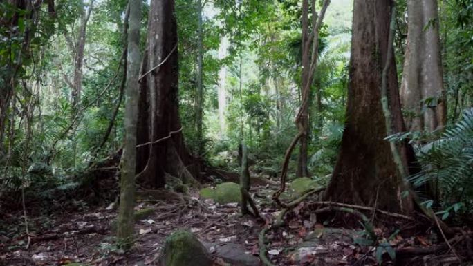 东南亚有绿色雨林和藤本植物的热带丛林