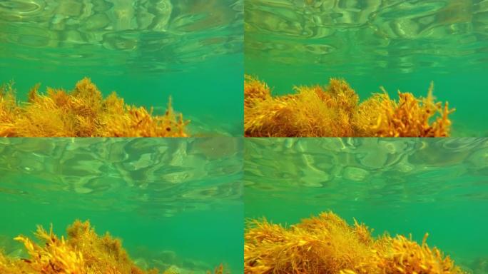 透明海中海藻的水下视图