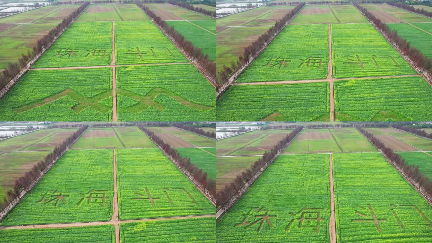 4k珠海斗门乡村振兴油菜花花海航拍