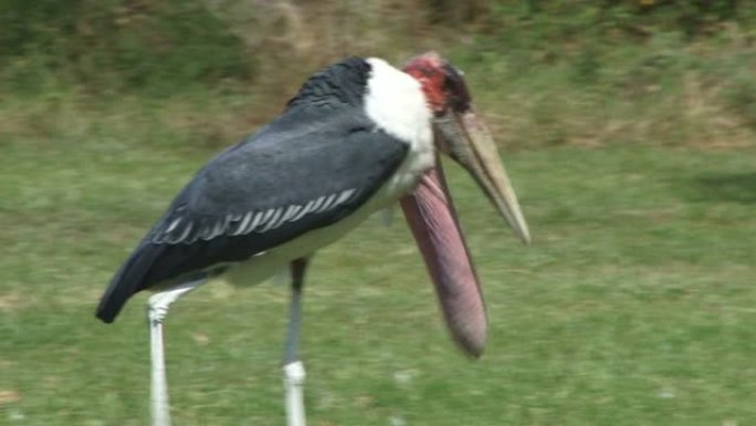 马拉布·斯托克 (Marabou stork) 的小袋完全伸出，穿过相机