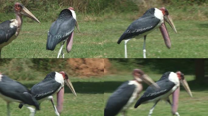 马拉布·斯托克 (Marabou stork) 的小袋完全伸出，穿过相机