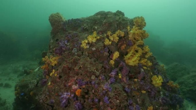 台湾澎湖群岛色彩斑斓的软珊瑚礁