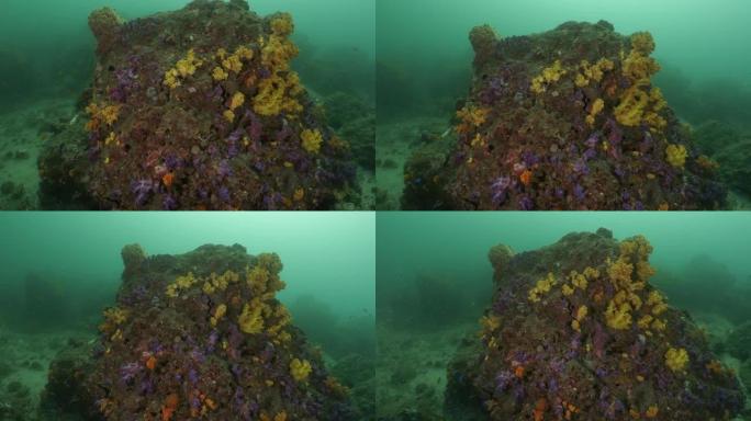台湾澎湖群岛色彩斑斓的软珊瑚礁