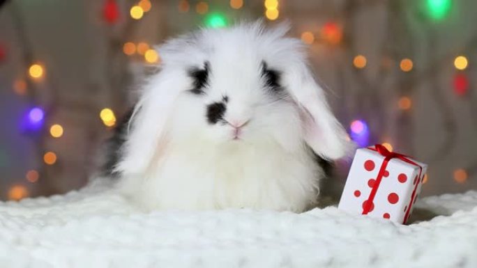 一只黑白小兔子正在搬家。新年装饰品。