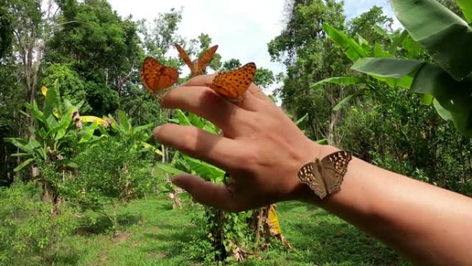 一群蝴蝶粘在手上
