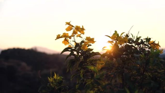 清晨多风的山中金色野生黄花的景色。泰国南山4k的黄金时段