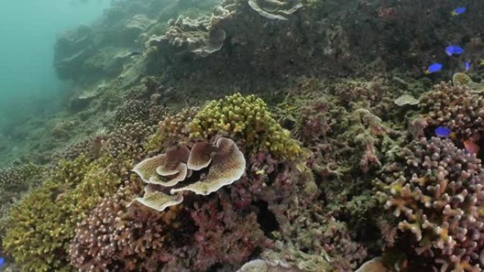 一群在深海珊瑚礁中游泳的氖小热带鱼