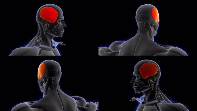 医学概念3D颞肌解剖