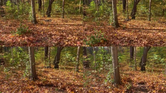 无人机在秋天穿越枫树森林