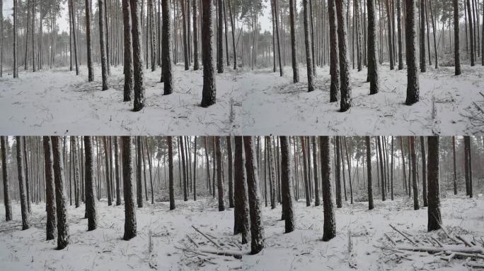 松林的树木被雪覆盖。松枝。雪暴风雪。飘落的雪花。冬季。自然景观。天气。天气预报。圣诞快乐。新年。