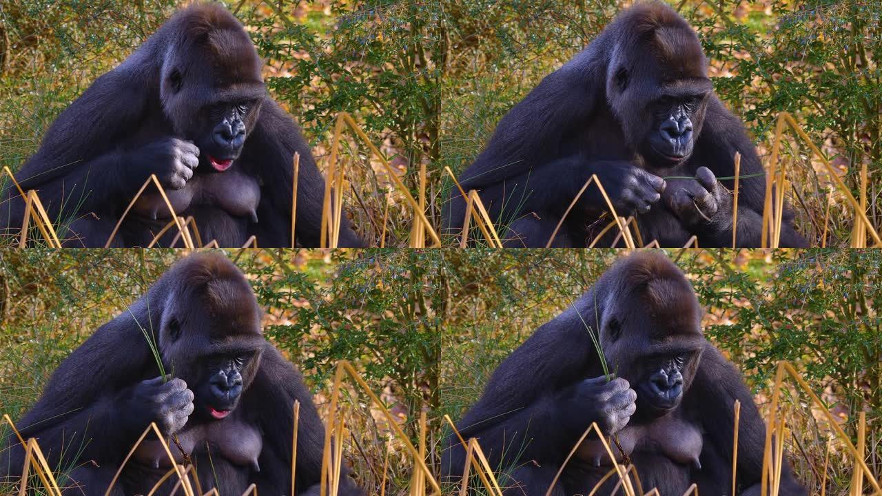 雌性大猩猩在棍子上咀嚼的特写