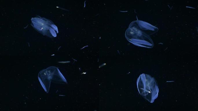 发光的水母在基隆的黑暗的海里捕食小鱼