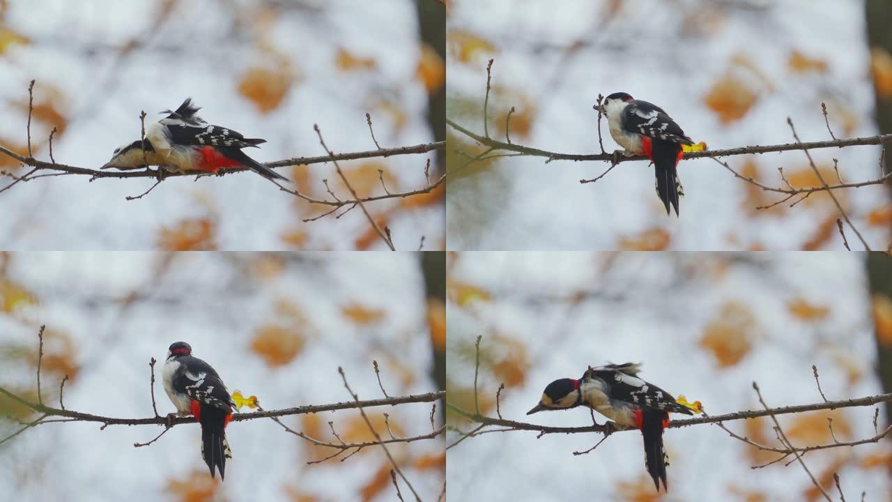 鸟-大斑啄木鸟 (Dendrocopos major) 坐在树枝上，在阳光明媚的秋天吃昆虫幼虫。